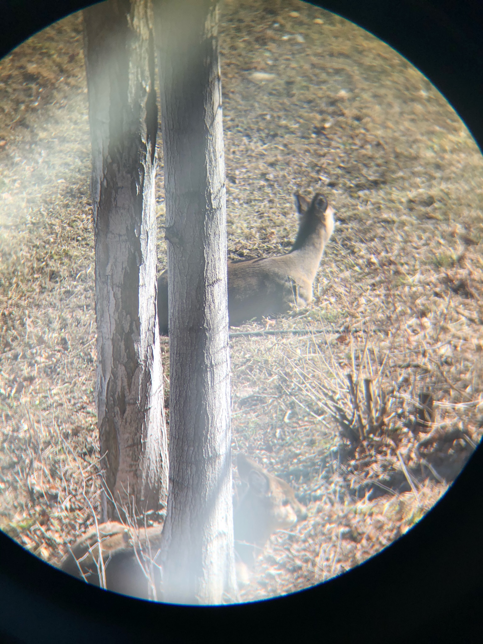 deer through binoculars